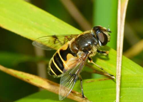 Слика од <i>Eristalis horticola</i>