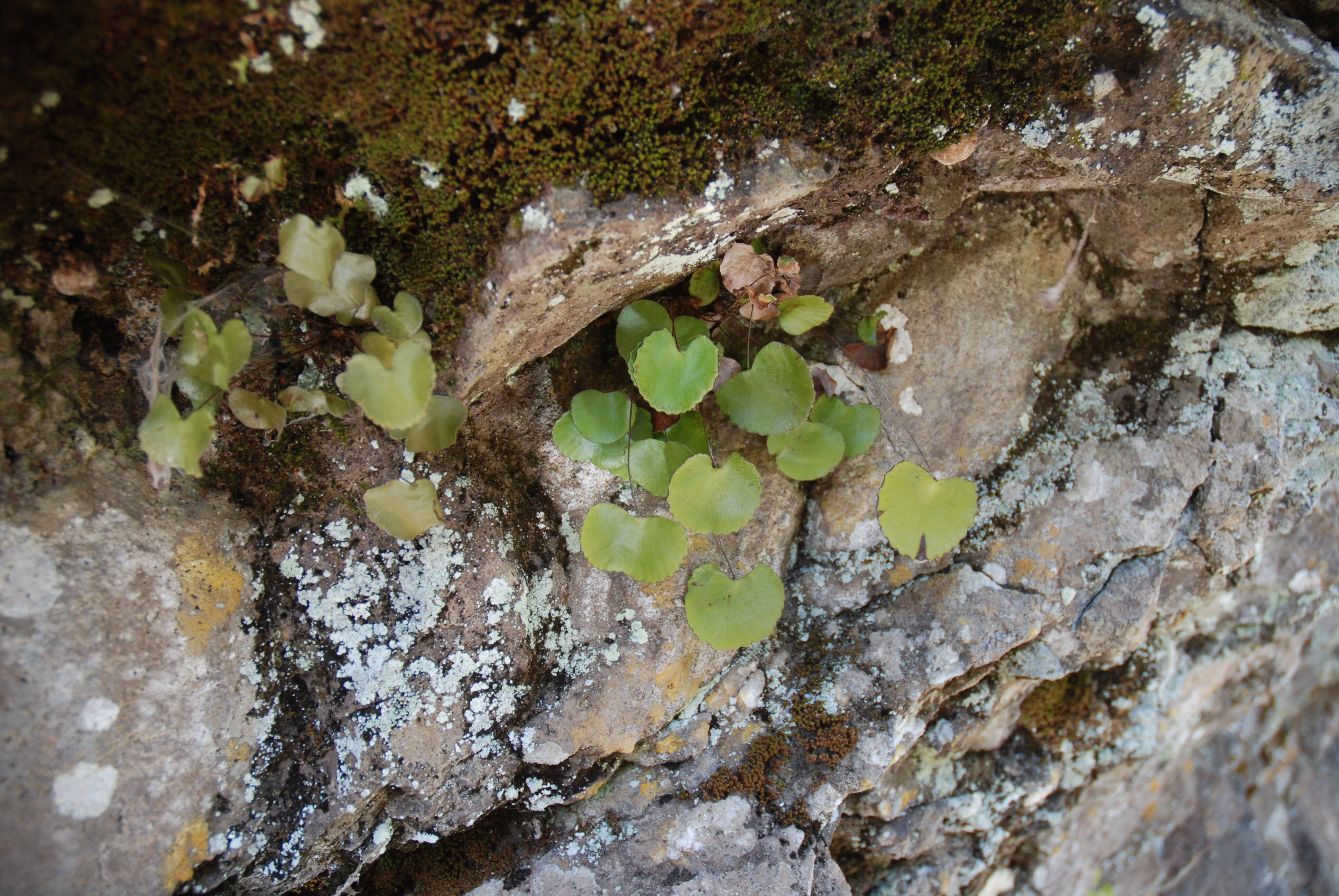 Image of lotus-leaved maidenhair fern