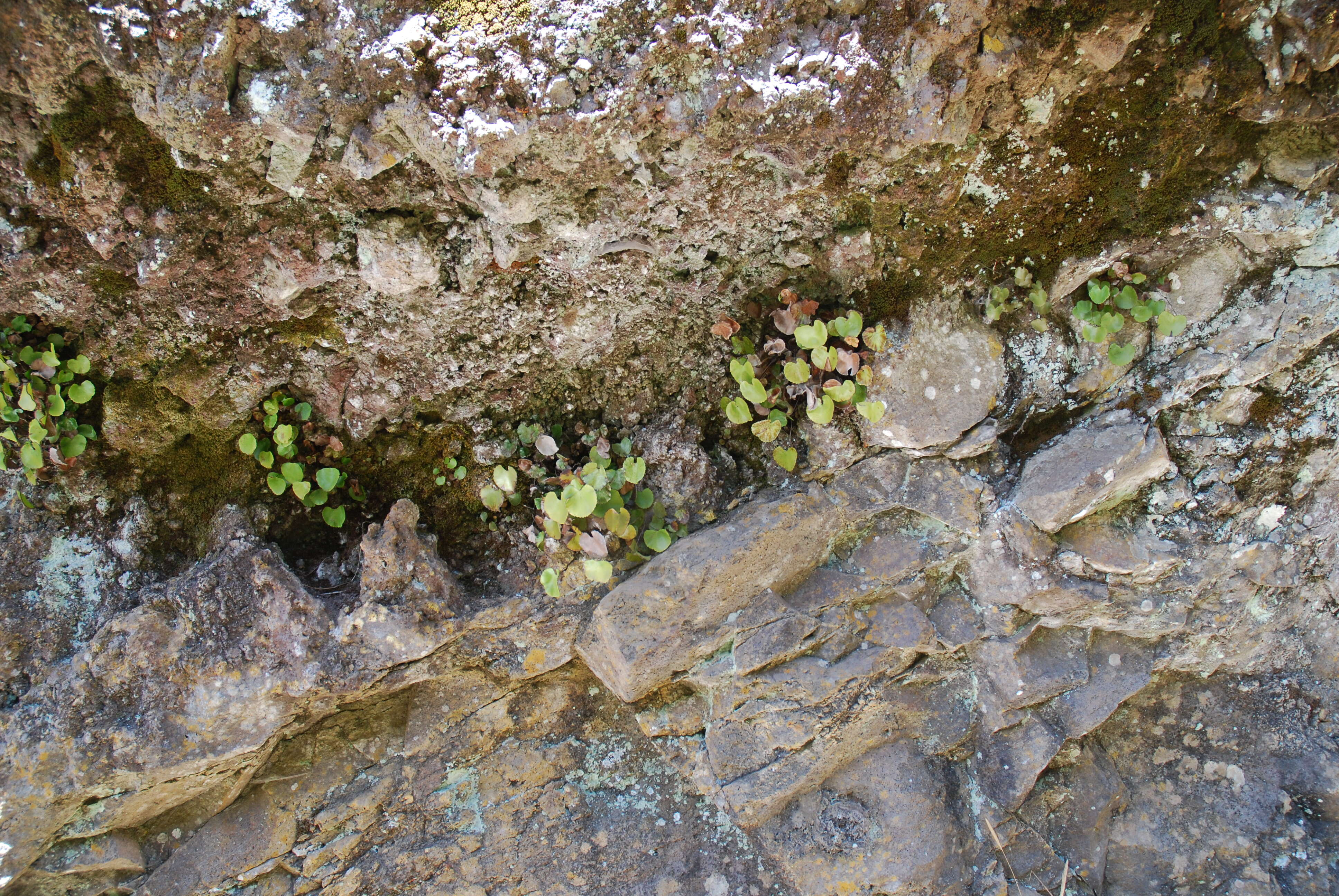 Image of lotus-leaved maidenhair fern