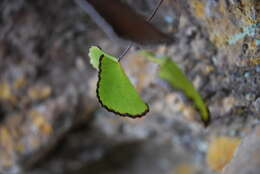 Image of lotus-leaved maidenhair fern