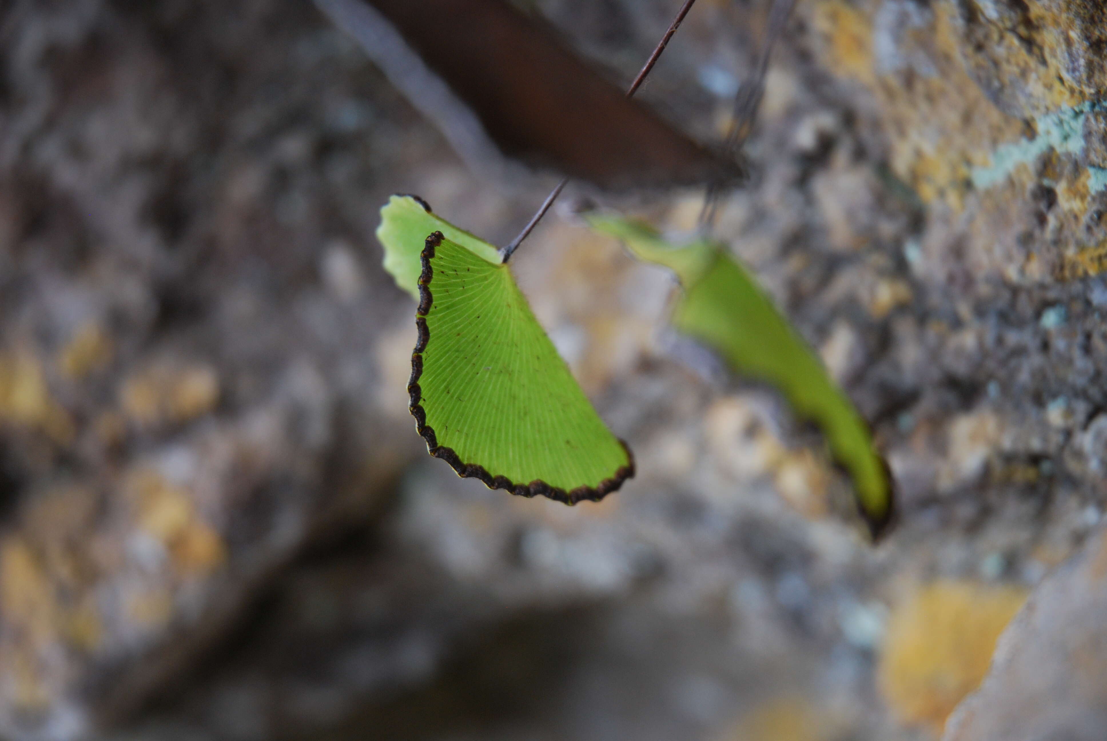 Image of lotus-leaved maidenhair fern