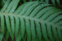 Imagem de Woodwardia radicans (L.) Sm.