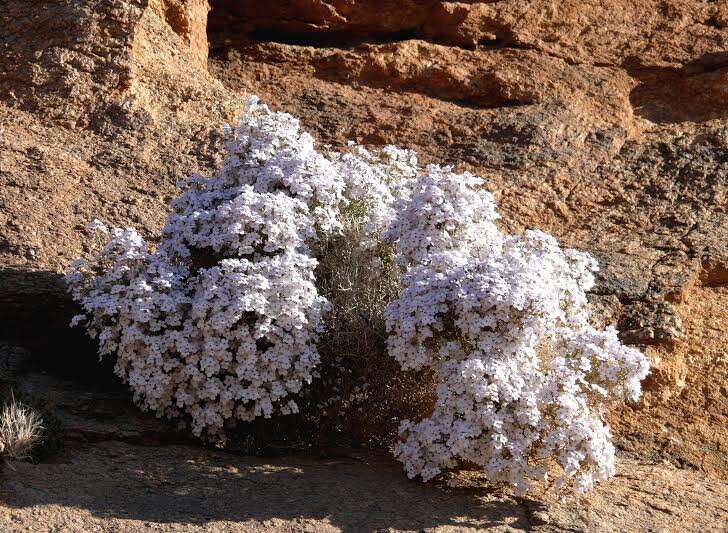 صورة Jamesbrittenia ramosissima (Hiern) O. M. Hilliard