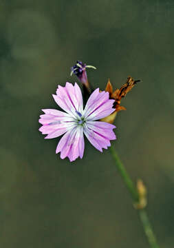 Image de Dianthus strictus Banks & Solander