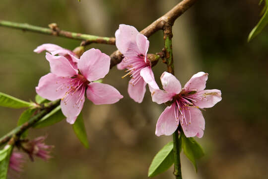 Image of Prunus davidiana (Carr.) Franch.