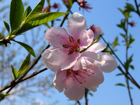 Image of Prunus davidiana (Carr.) Franch.