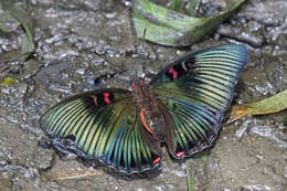 Image of Euthalia irrubescens Smith 1893