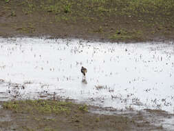 Image of Lapwing