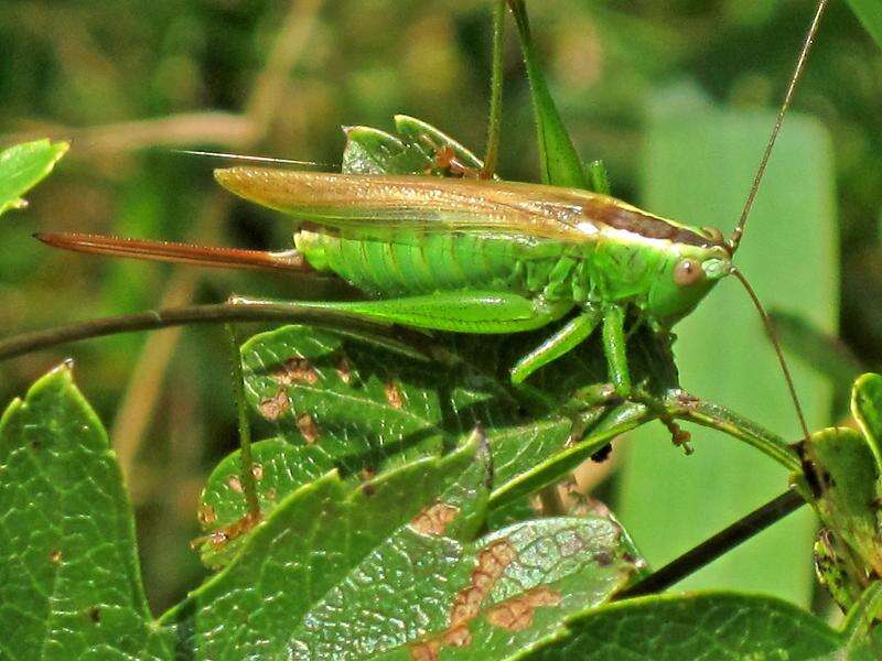 Image of Long-winged conehead