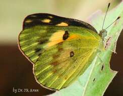 Colotis amata (Fabricius 1775)的圖片