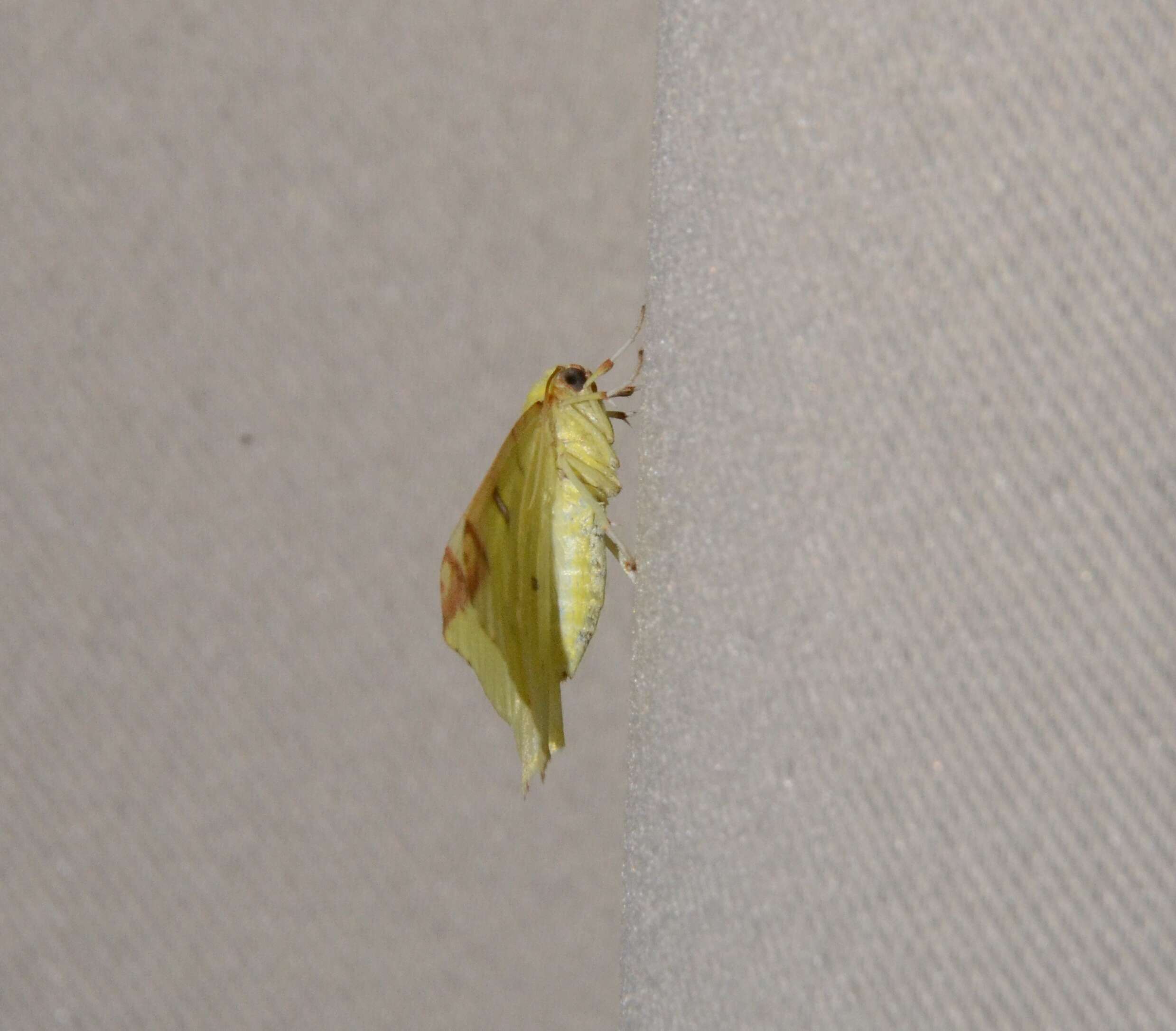 Image of brimstone moth