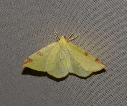 Image of brimstone moth