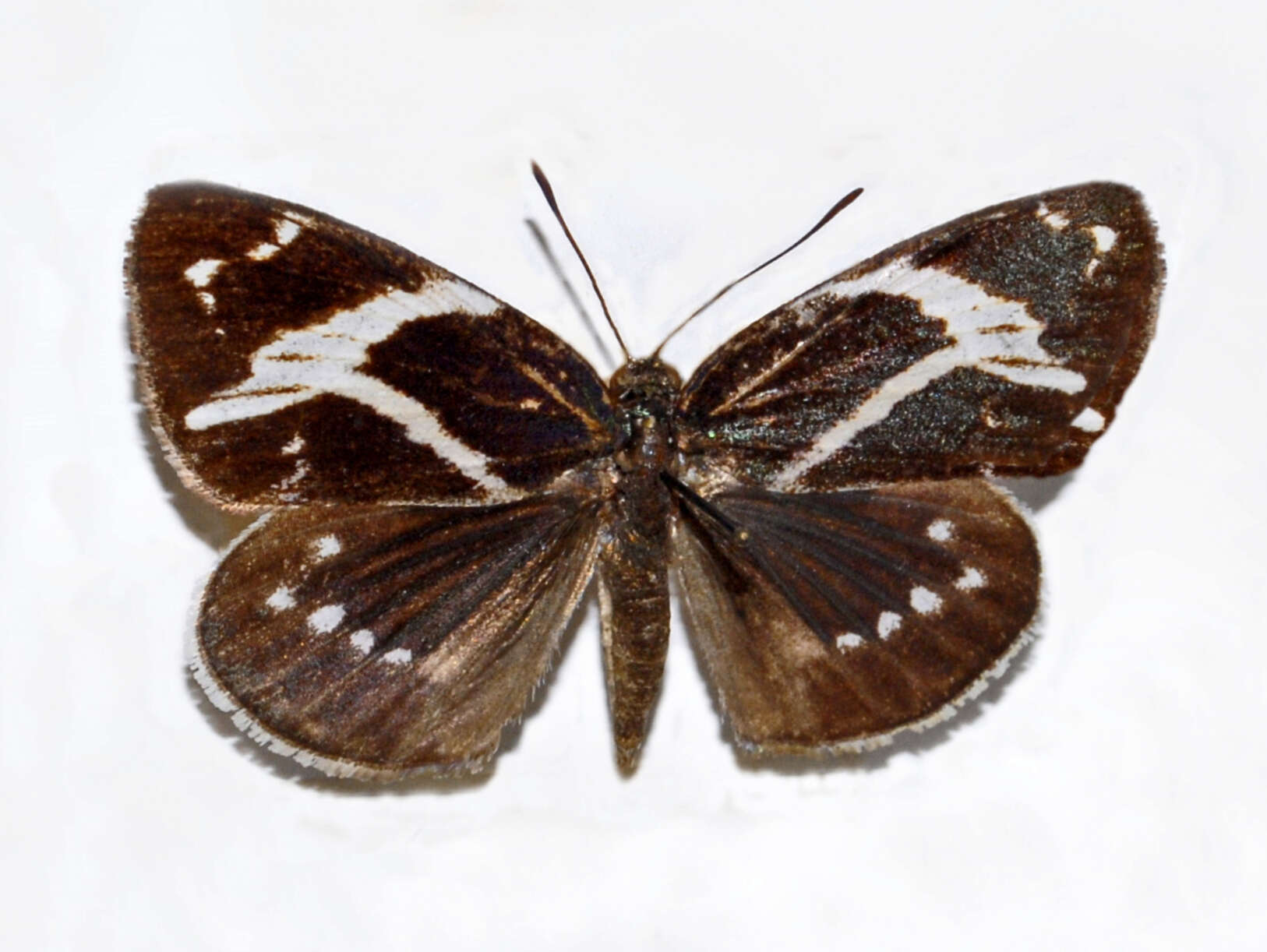 Image of Geyeria decussata