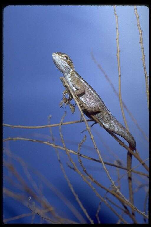 Imagem de Diporiphora winneckei Lucas & Frost 1896