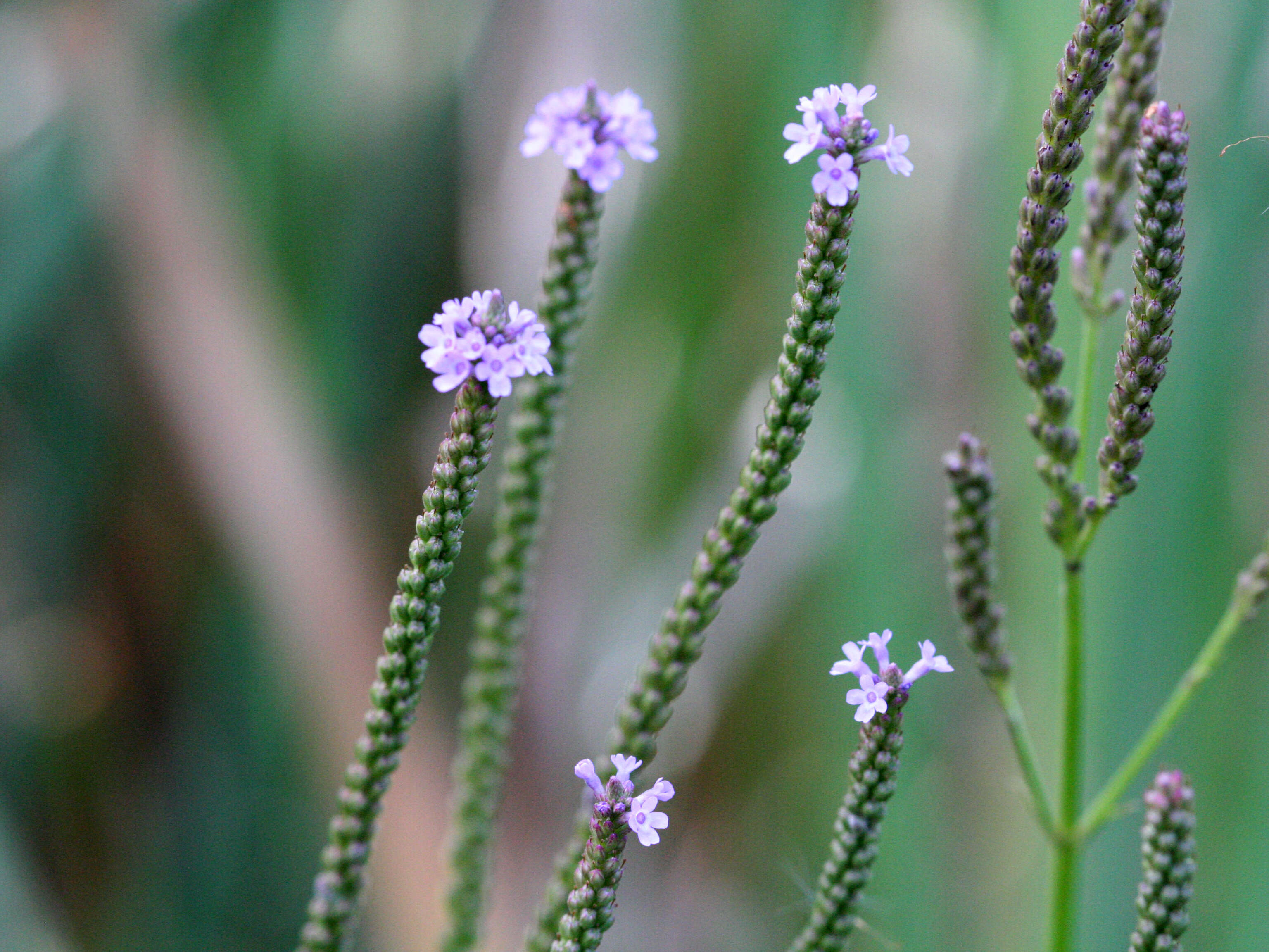 Image of swamp verbena