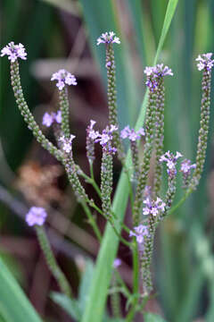 Image of swamp verbena