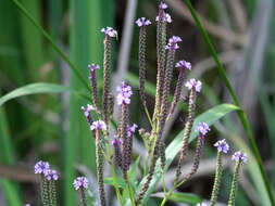 Image of swamp verbena