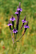 Image of swamp verbena