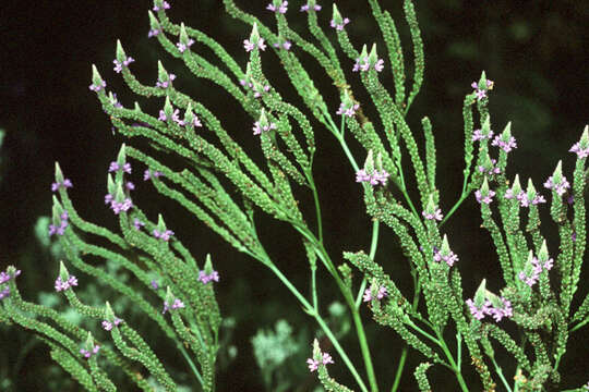 Image of swamp verbena