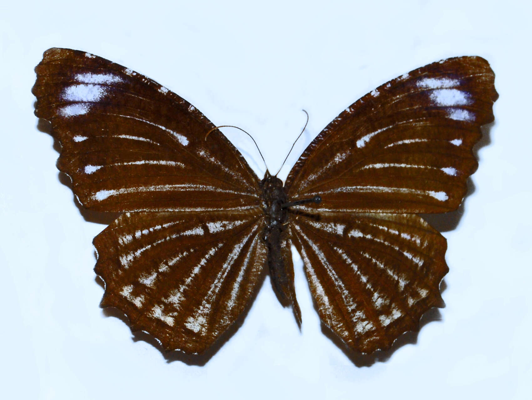 Imagem de Elymnias nesaea Linnaeus 1758