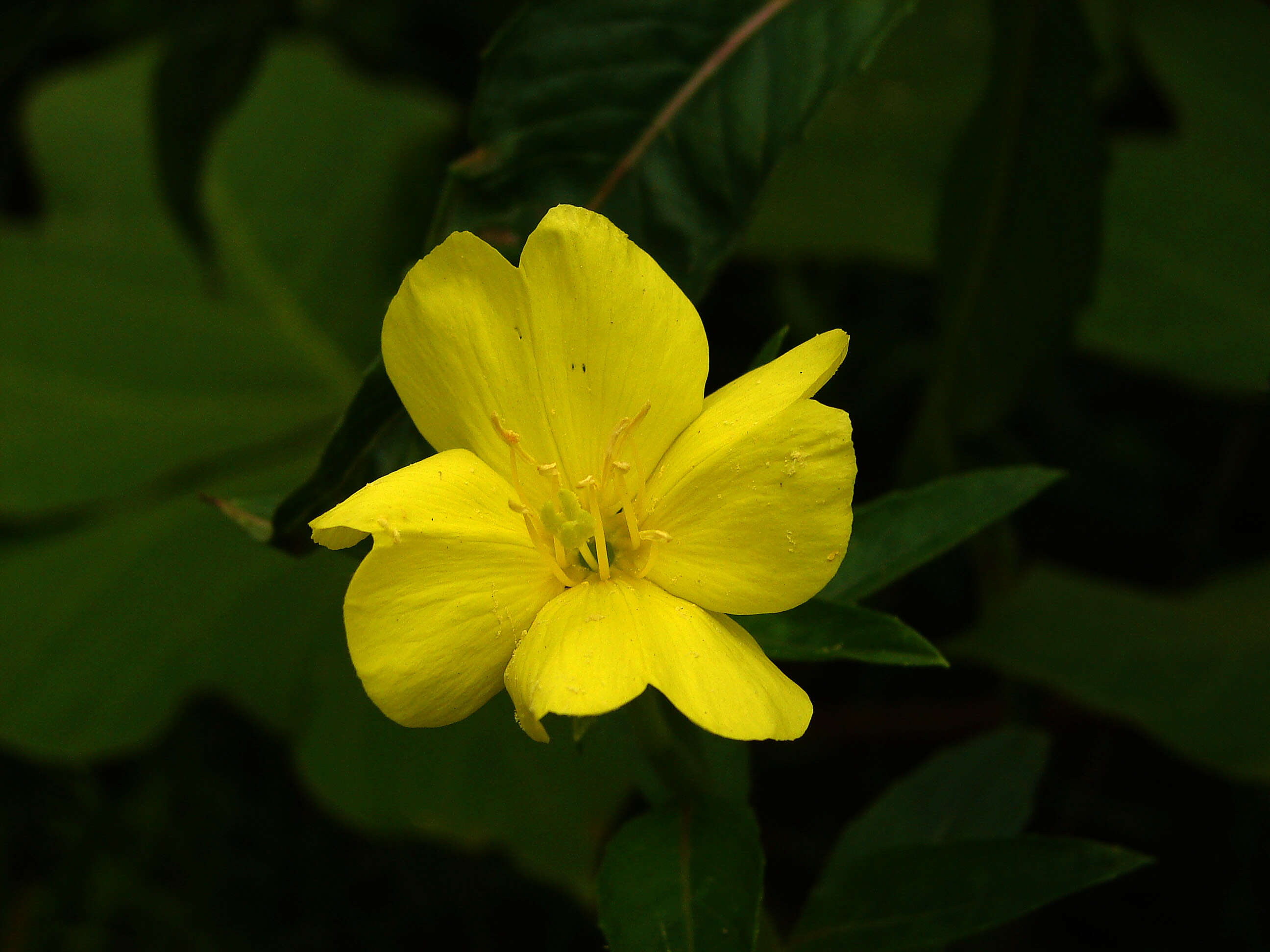 Image of Oenothera odorata Jacq.