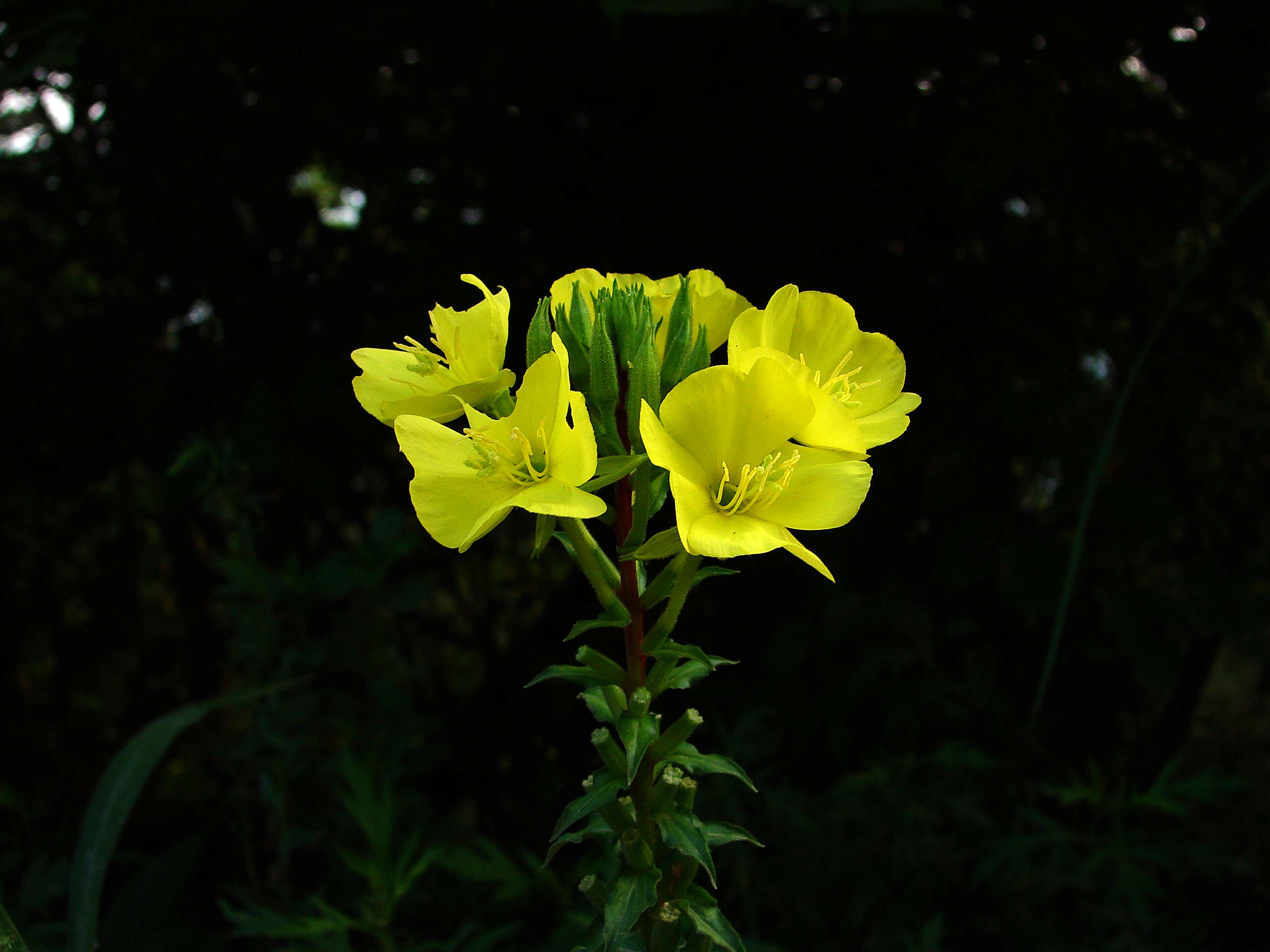 Image of Oenothera odorata Jacq.