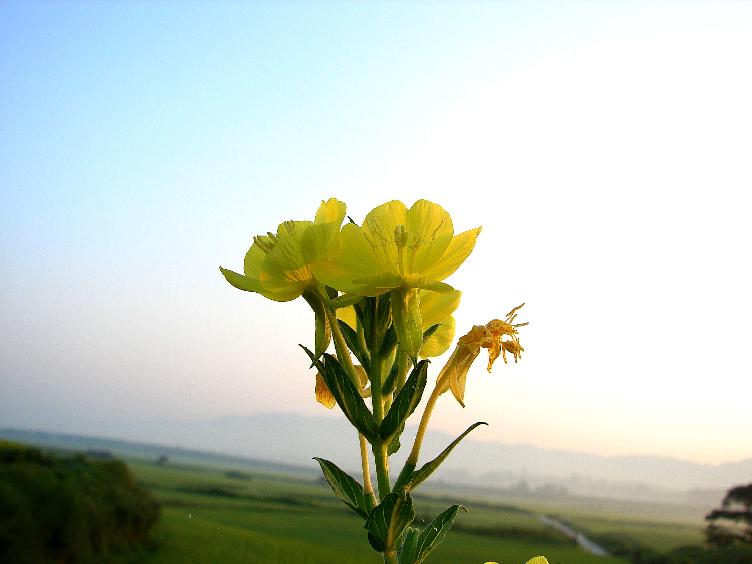 Image of Oenothera odorata Jacq.