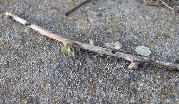 Image of Orpine