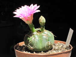 Image of Gymnocalycium denudatum (Link & Otto) Pfeiff. ex Mittler