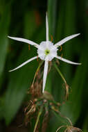 Image of beach spiderlily