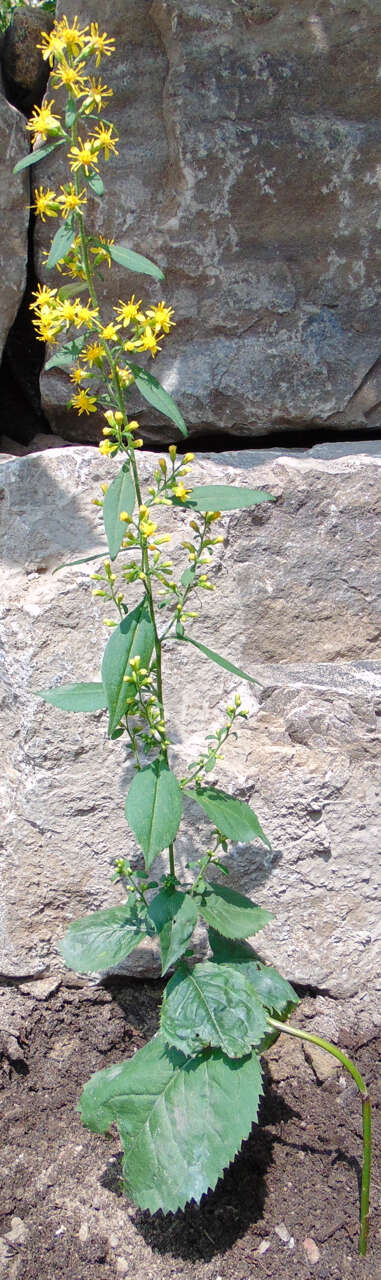 Image of largeleaf goldenrod