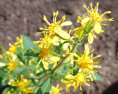 Image of largeleaf goldenrod