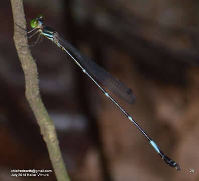 Image of Protosticta ponmudiensis Kiran, Kalesh & Kunte 2015