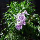 Imagem de Ponerorchis graminifolia Rchb. fil.