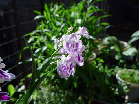 Imagem de Ponerorchis graminifolia Rchb. fil.