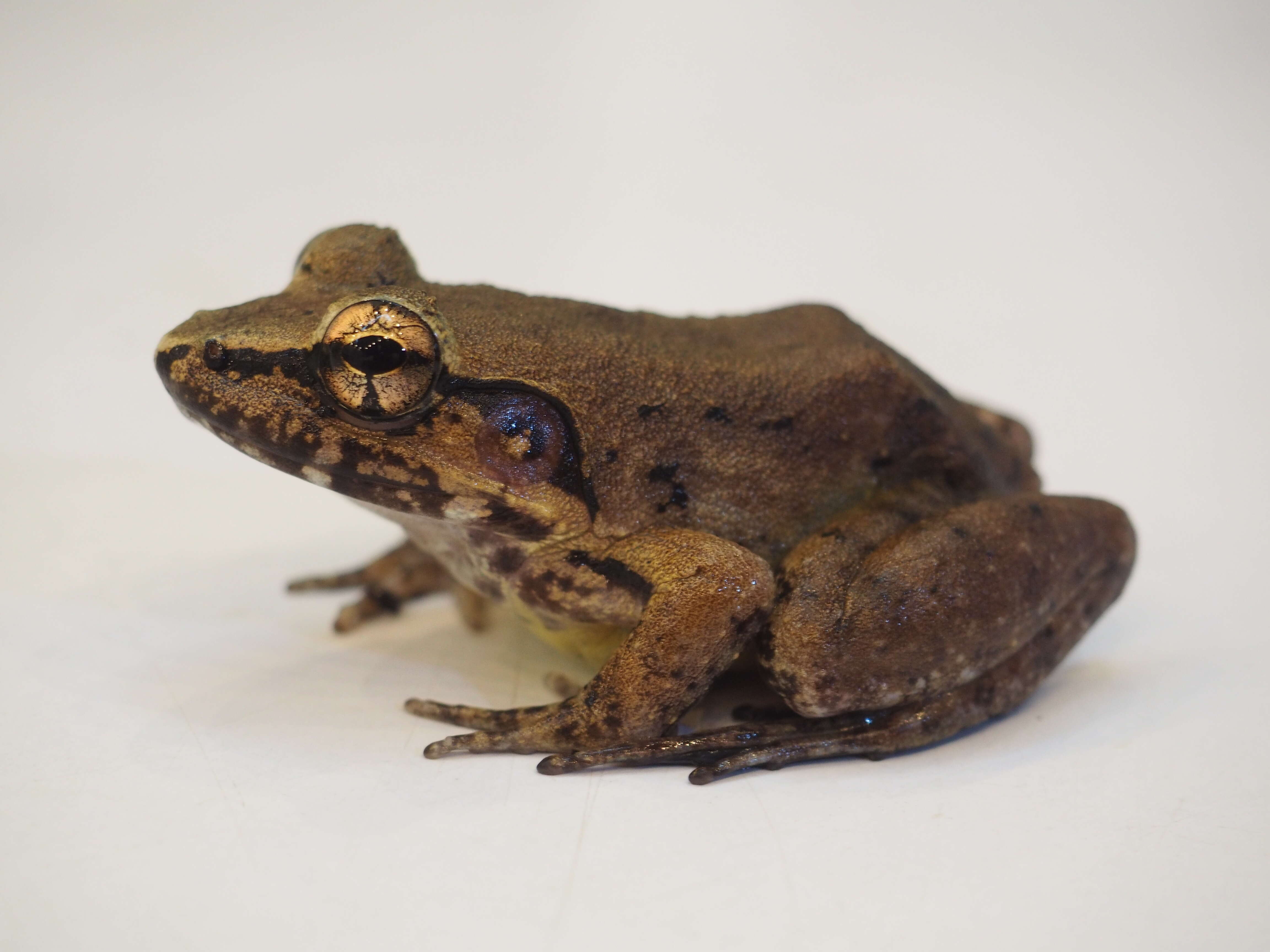 Image of Lesser Swamp Frog