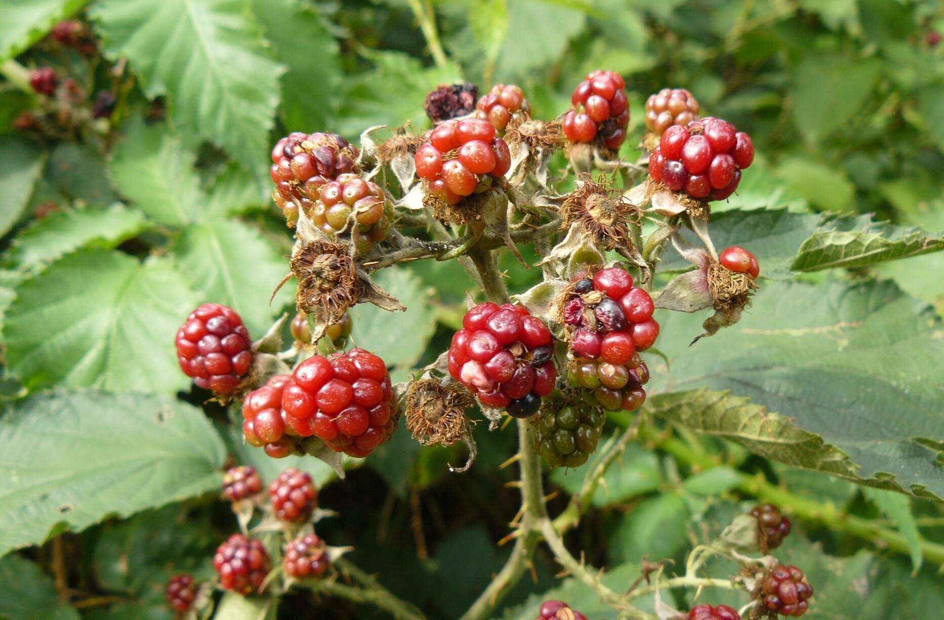 Image of Himalayan berry