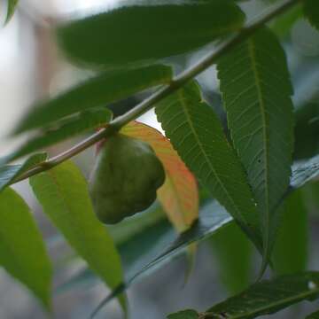 Image of Sumac Gall Aphid