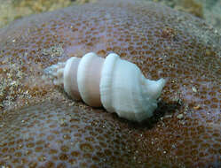 Image of Cerithium torulosum