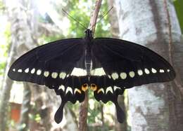 Image of Malabar Banded Swallowtail