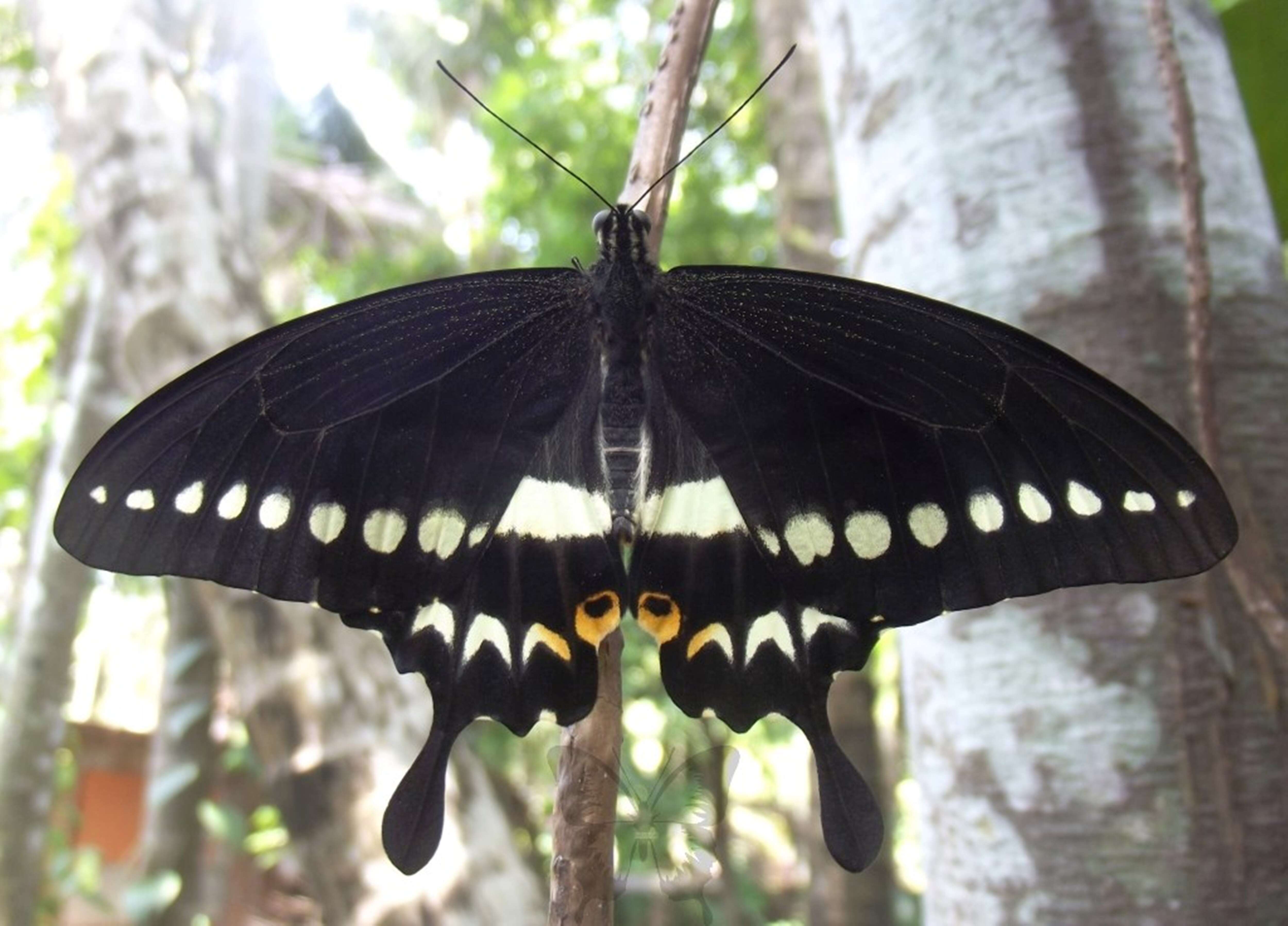 Image of Malabar Banded Swallowtail