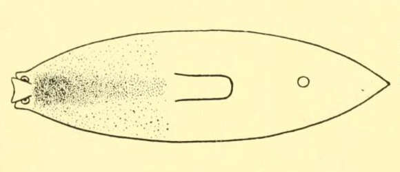 Image of Bdellocephala