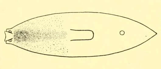 Image of Bdellocephala