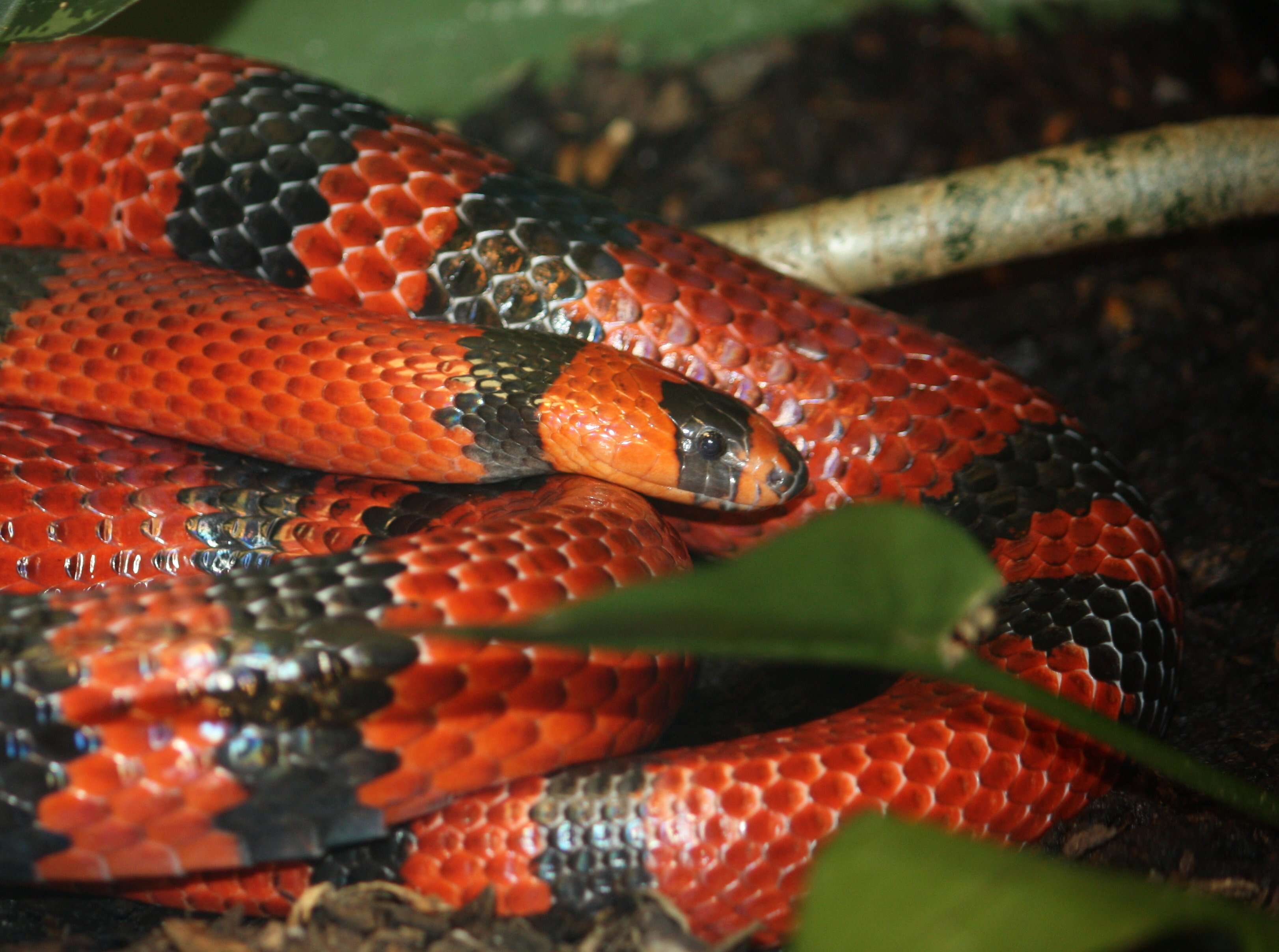 Image of Lampropeltis abnorma (Bocourt 1886)