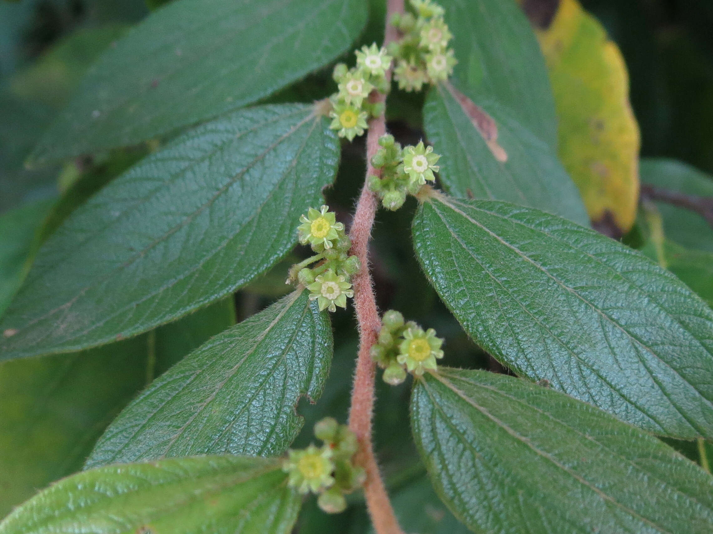 Image of Ziziphus oenopolia (L.) Mill.