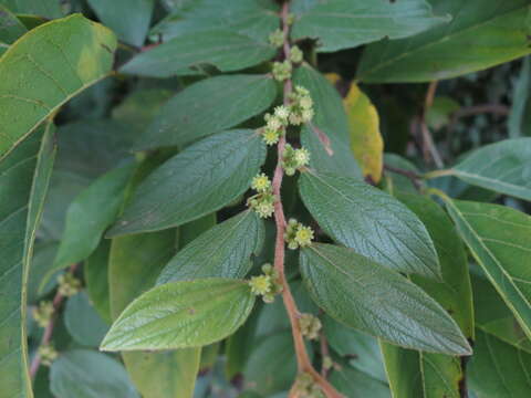 Image of Ziziphus oenopolia (L.) Mill.