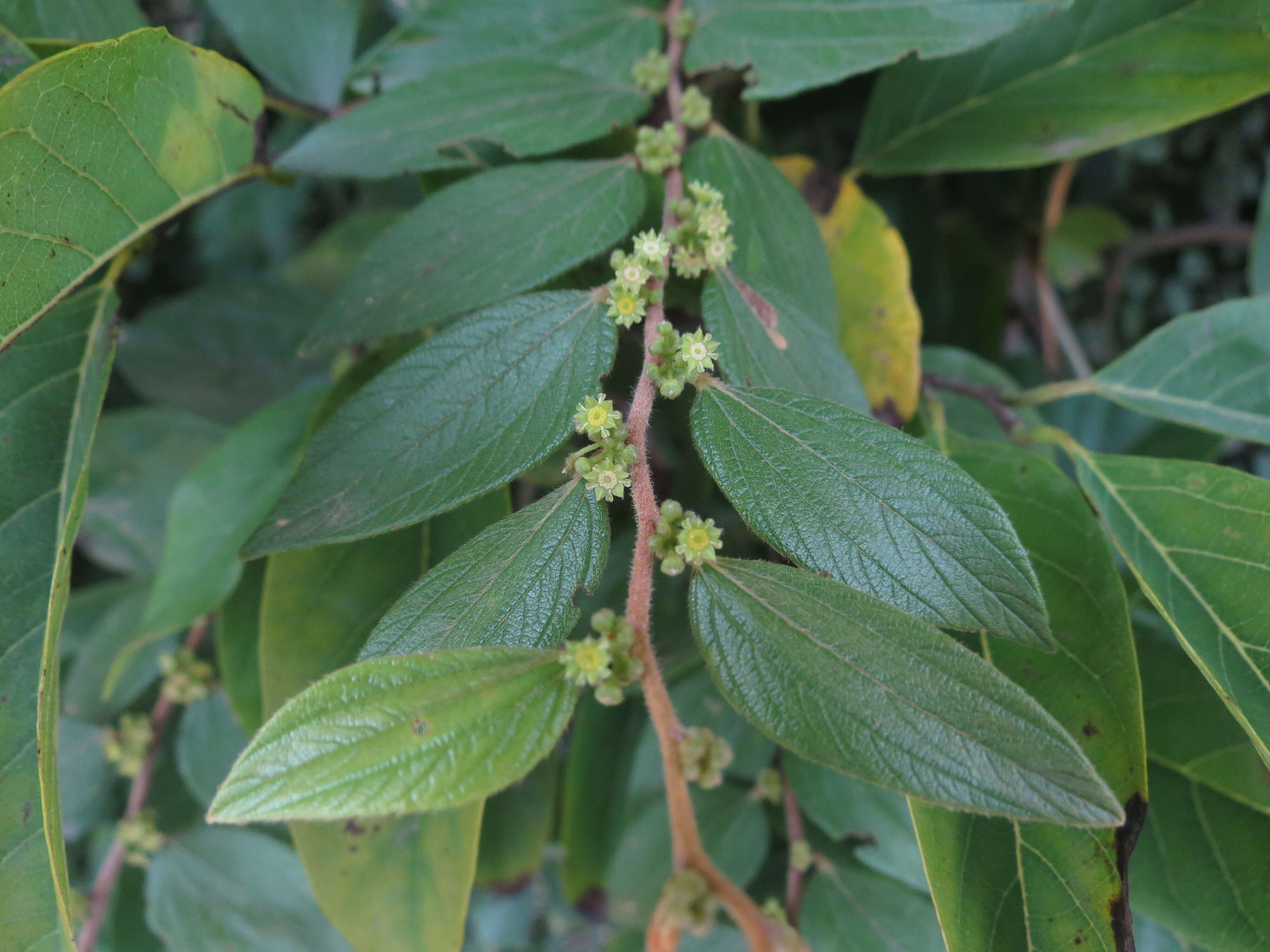 Imagem de Ziziphus oenopolia (L.) Mill.