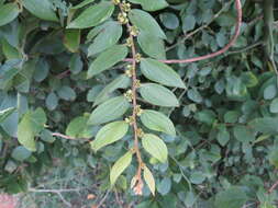 Image of Ziziphus oenopolia (L.) Mill.