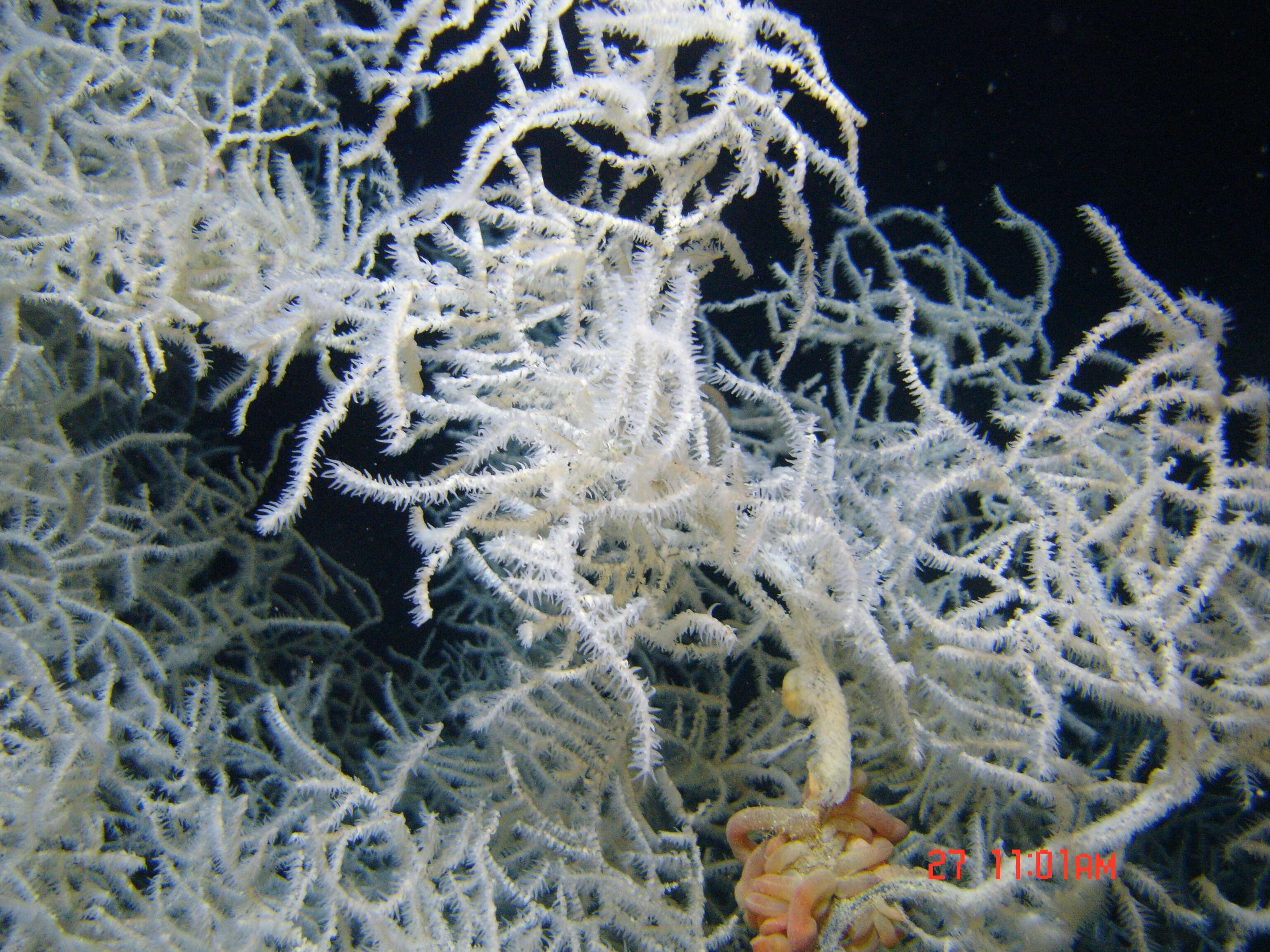 Image of Black coral