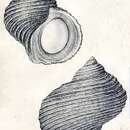 Image de Turbo artensis Montrouzier 1860